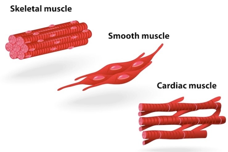 muscle-tissue-and-the-muscular-system