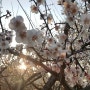 [양산 원동 매화축제] 향긋한 봄내음의 계절 꽃놀이가보아요~원동매화축제