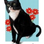 Boksoon - 반려동물 초상화- 고양이 복순 /세상에 이런일이 태블릿pc화가 편에 출연한 복순