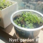 [캣잎·채소 키우기] Nyet garden #2