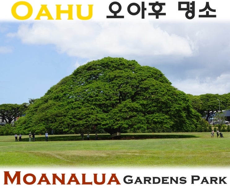 하와이 오아후명소 - 모아나루아 가든 파크 Moanalua Gardens Park : 네이버 블로그