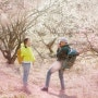 꽃놀이 : ) 봄이왔어요 : ) 원동순매원 : ) 나온나 놀자