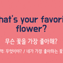 자긴 무슨 꽃을 제일 좋아해? (What's your favorite~?) [분당영어회화/욜로잉글리시]