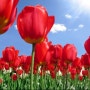 봄을 닮은 너에게 주고 싶은 봄꽃, 선물하기 좋은 꽃 추천!