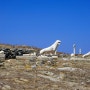 [그리스 여행 19] 델로스 섬(Delos Island)에서 고대 그리스를 만나다!(미코노스 당일치기 여행)
