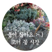 ★[강남고터꽃시장]★영업시간알고가세요~♥ 생화부터 조화 화병까지 정신줄 놓으면 ㅋㅋ 지갑 털린다.