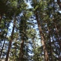 전나무 숲길이 있는 변산반도여행코스 "내소사"