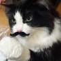 [HUPS] 보너스캣 이벤트 당첨!! 헙스 고양이 스크래쳐 사용기~콧수염 스크래쳐