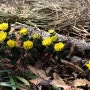 봄 야생화/복수초 노루귀 대극