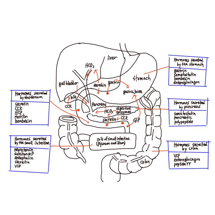 장관의 호르몬들(major hormones of gut) 가스트린(gastrin) 콜레시스토키닌 cholecystokinin ...