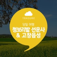 고창 청보리밭 + 선운사 동백꽃 + 고창읍성 상품정보