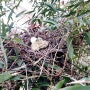 [산비둘기 둥지] 집앞, 대나무밭에 둥지를 튼 산비둘기 부부.