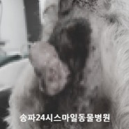 15살 강아지 항문 종양 수술 @ 문정동 동물병원