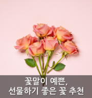 꽃말이 예쁜, 선물하기 좋은 꽃 추천 : 네이버 블로그