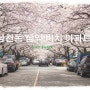 [사진여행]부산 벚꽃 명소/벚꽃 터널 - 남천동 삼익 비치 아파트 & 2017년 벚꽃 개화시기
