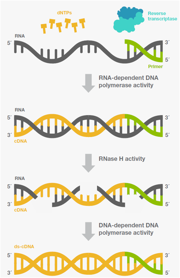 RNA Quantification & Reverse transcription 예비보고서 : 네이버 블로그
