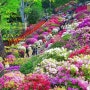 봄의 꽃동산
