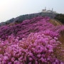 강화 고려산 진달래축제 2017 ~진분홍 카페트 꽃길로!