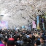 2017년 4월에 강릉 벚꽃축제로 놀러오세요~