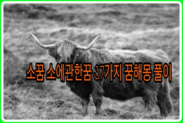 소꿈 소에관한꿈 37가지 꿈해몽 풀이 궁굼하시죠 : 네이버 블로그