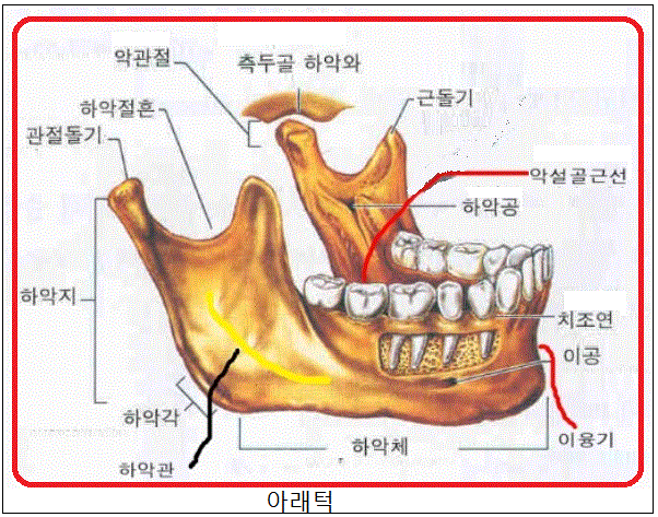 상악신경=위턱신경•치조신경=이틀신경•하악공=턱뼈구멍•하악관=턱뼈관•두개•뇌두개골•안면두개골•하악극=악설능•이공•악설근•이복근와 ...