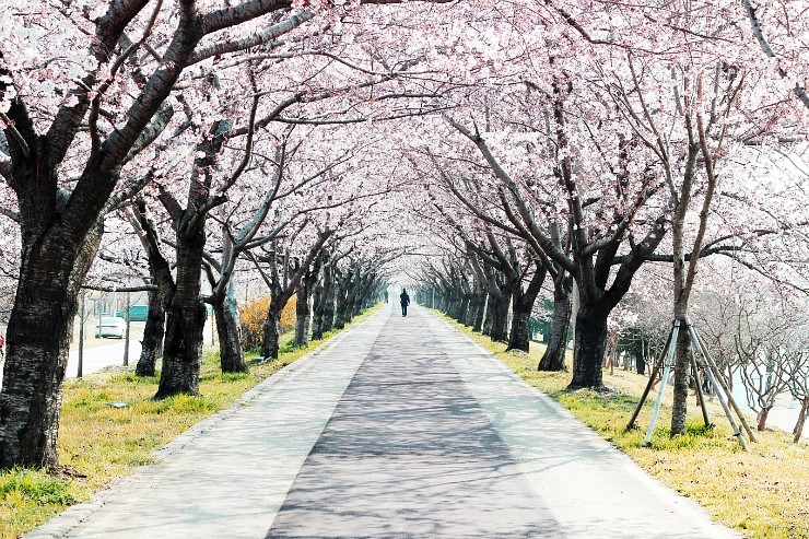 부산 근교 나들이 / 강서구 명지 맥도 생태공원 벚꽃놀이