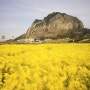 Jeju :: Spring Wind