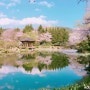 [경주여행]봄,벚꽃,경주 2박3일 벚꽃여행기