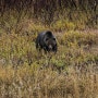 그랜드티톤국립공원(Grand teton national park)에서 만난 곰