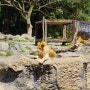 일본여행, 시코쿠 에히메현(愛媛県) ⑤ 동물원에 가자, 에히메현립 도베동물원(愛媛県立とべ動物園)