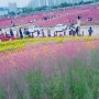 경기도 양주 주말가볼만한곳) 나리공원 천일홍 축제! 핑크뮬리도 ♡