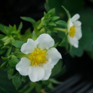 하얀 딸기꽃