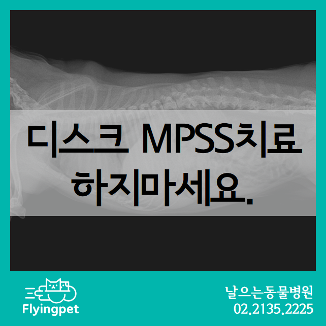 강아지 디스크치료, 디스크 MPSS치료 / 강아지후지마비, 강아지척추증, 고양이디스크, 강아지 IVDD치료, 날으는동물병원 ...