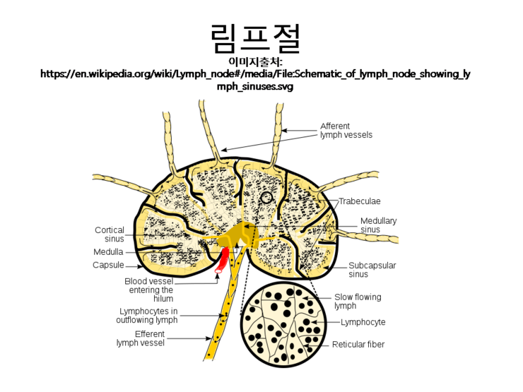 결합 조직 림프절