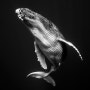 혹등고래와 교감을 나누다 수중촬영 작가 Jem Cresswell