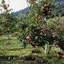 사과체험농장 깊어져 가는 가을풍경