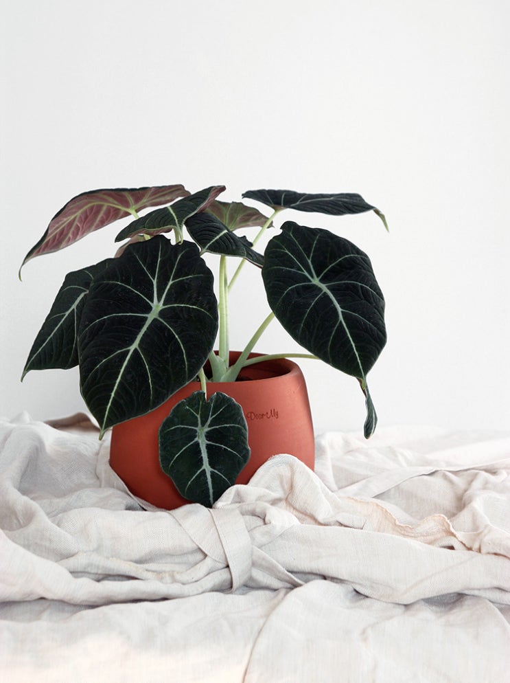 Alocasia reginula_알로카시아 블랙 벨벳 : 네이버 블로그