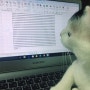 공부하는 고양이 둥이 걱정마! 숙제 내가 해줄께냥~