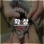 강아지 화상 전문 김포동물병원