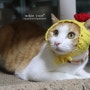 고양이 강아지 모자 , 뜨개모자 할로윈대비 호박모자+ㅁ+