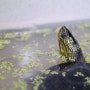 좀개구리밥 피딩(중국줄무늬목 거북)