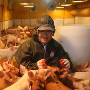 얼룩돼지 2탄: 길목농장 돼지의 행복한 일상