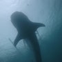 [오슬롭 고래상어] 세부 스쿠버 다이빙 마지막날 자유여행으로 만나요.