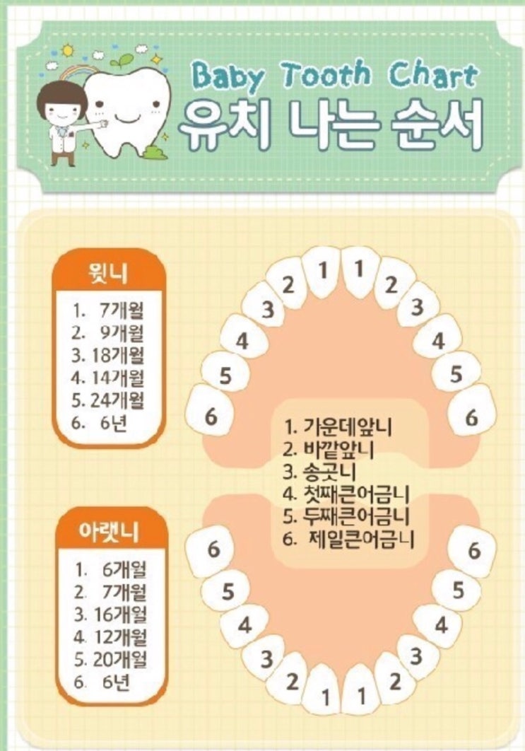 D+460 15개월 아기 치아갯수,유치 나는 순서 : 네이버 블로그