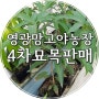 영광 망고야 농장 # 4차 애플망고 묘목, 만감류 묘목 판매합니다.