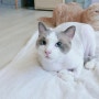 고양이 미용 - 랙돌 숏헤어, 봉봉의 첫 이발