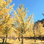 가을 여행지 추천, 10월 한달만 개방하는 홍천 은행나무숲