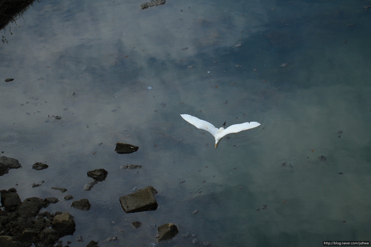 백로 날다. 동작역 밑 개천 가에서 우연히 마주했네요. - Herons, 왜가리 : 네이버 블로그
