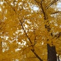 가을의 끝자락, 단풍의 아름다움을 만끽한 하루