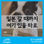 일본에 갈 프렌치불독 타로 / 강아지해외운송, 강아지일본비행기, 강아지일본데려가기, 해외검역전문, 고양이일본, 플라잉펫, 고양이비행기, 고양이해외운송, 강아지해외여행